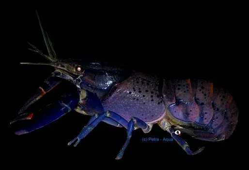 Cherax tenuimanus Electric blue akvariekräfta 10 cm