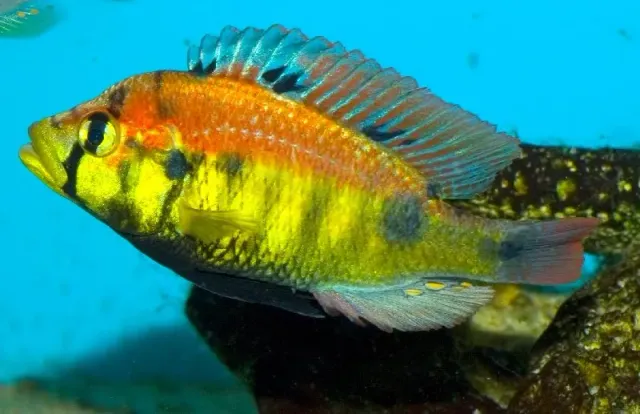 Näsets Ciklidhobby Haplochromis yellow belly ciklid 6–7 cm