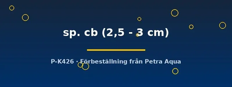 Näsets Ciklidhobby L340 Hypancistrus mal 2,5–3 cm odlad