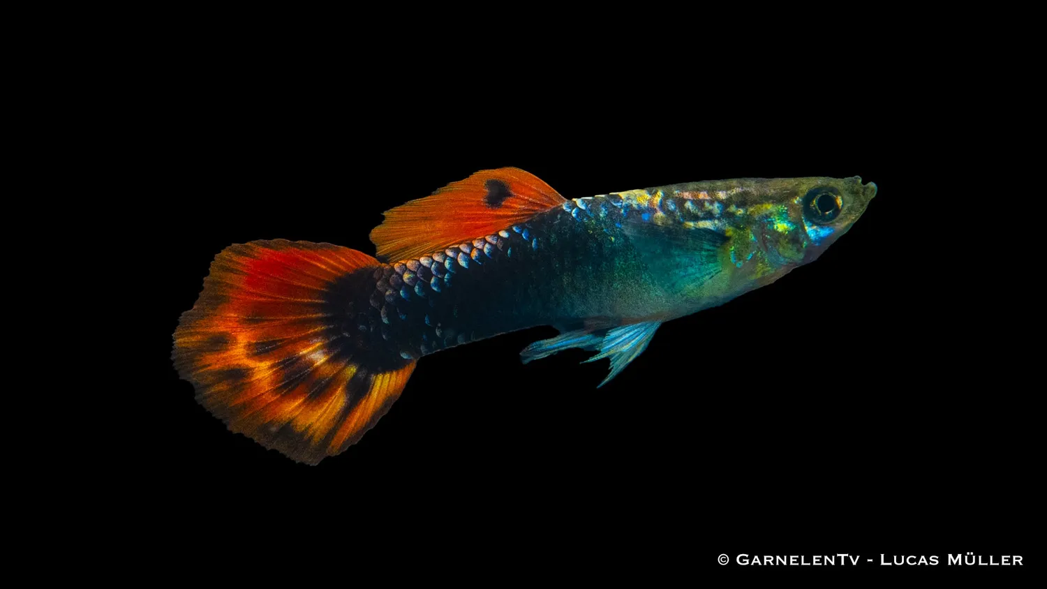 Garnelen TV Dragon Tuxedo guppy hane 3–4 cm