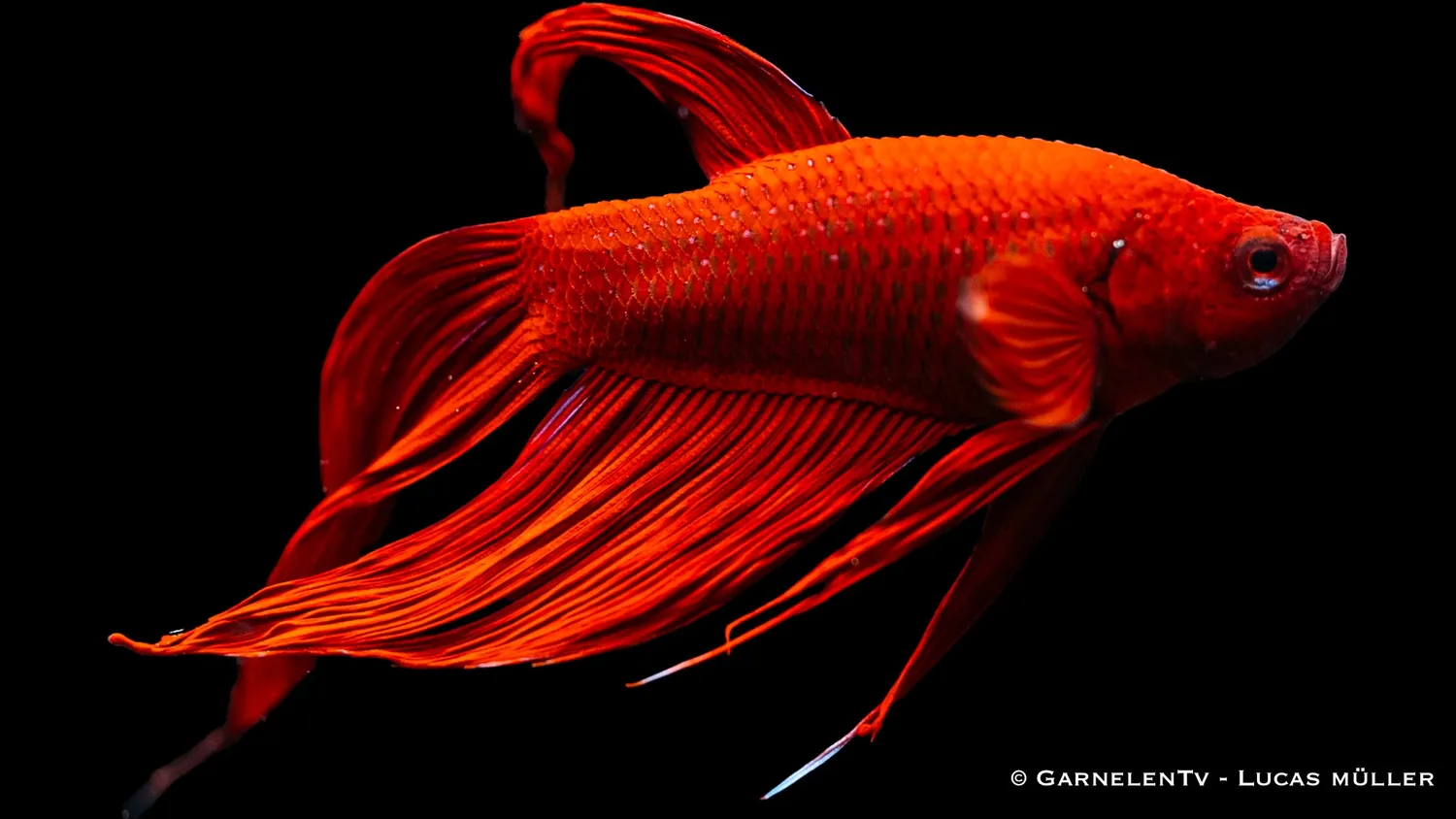 Garnelen TV Betta splendens kampfisk hane kortfenad