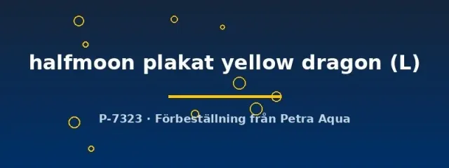 Näsets Ciklidhobby Betta halfmoon plakat yellow dragon L hane