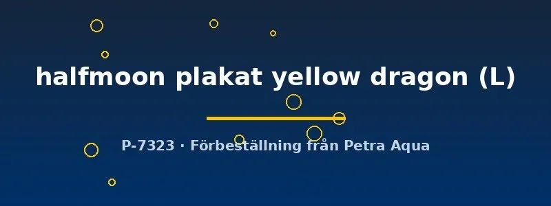 Näsets Ciklidhobby Betta halfmoon plakat yellow dragon L hane