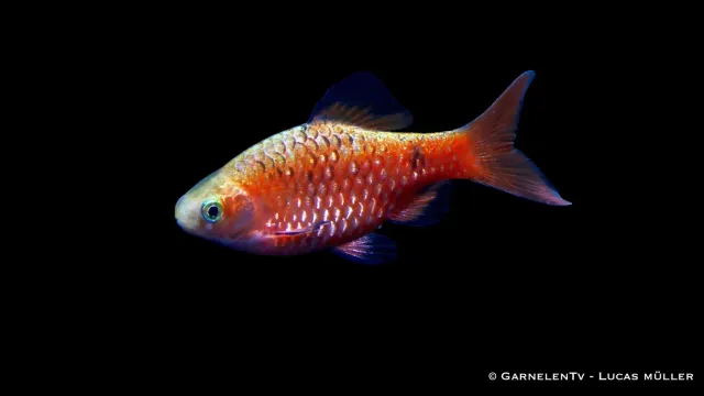 Garnelen TV prachtbarb diamant Barbus conchonius sällskapsfisk
