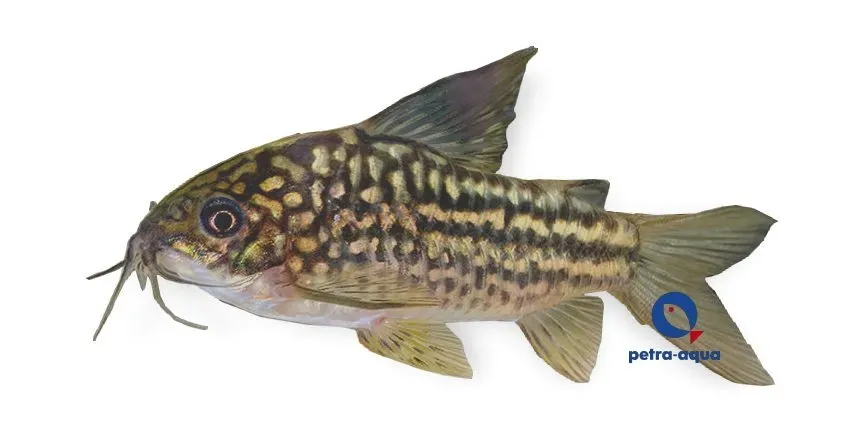Näsets Corydoras napoensis pansarmal 2,5–3 cm botten