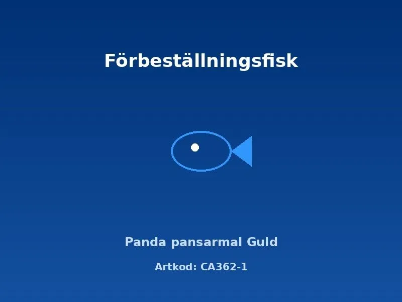 Näsets Ciklidhobby Panda Guld pansarmal akvariefisk 2,5–3 cm