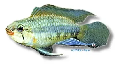 Petra-Aqua Apistogramma Atabapo F1 dvärgciklid 3–4 cm
