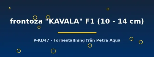 Näsets Ciklidhobby Frontosa Kavala F1 ciklid 10–14 cm