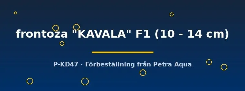 Näsets Ciklidhobby Frontosa Kavala F1 ciklid 10–14 cm