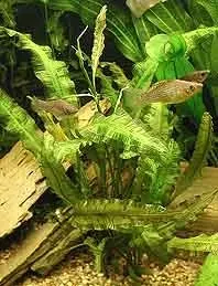 Aponogeton stachysporus akvarieväxt kruka
