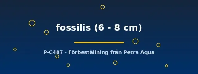 Näsets Ciklidhobby Misgurnus fossilis slingloja 6–8 cm