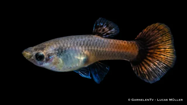 Garnelen TV Purple Flame guppyhona 5-6 cm lugn