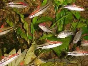 Näsets Ciklidhobby denisoni torpedbarb 2–3 cm