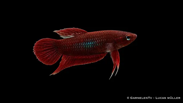 Garnelen TV Betta claret kampfisk 7 cm vinröd