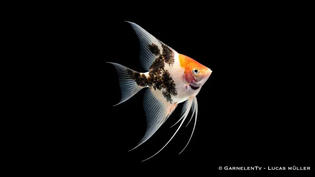 Garnelen TV Skalar Koi akvariefisk 15 cm hög