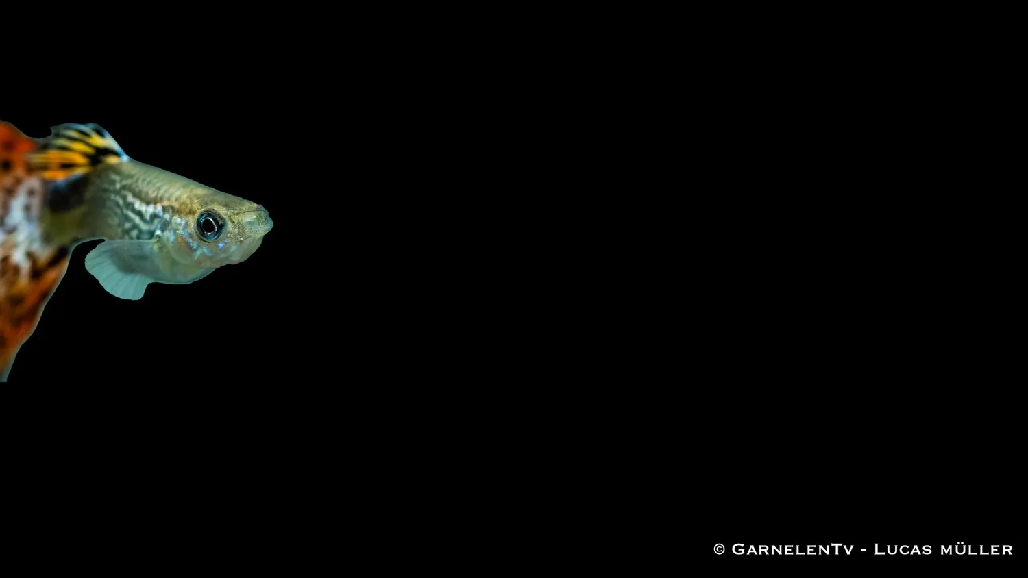 Garnelen TV guppy Snakeskin Röd Poecilia akvariefisk hane
