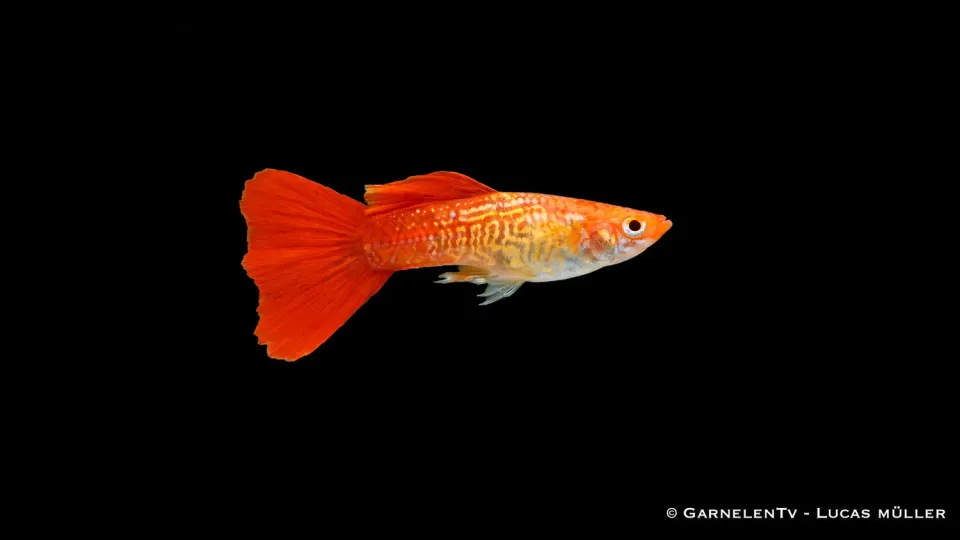 Garnelen TV Cobra Blond guppy hane snakeskin