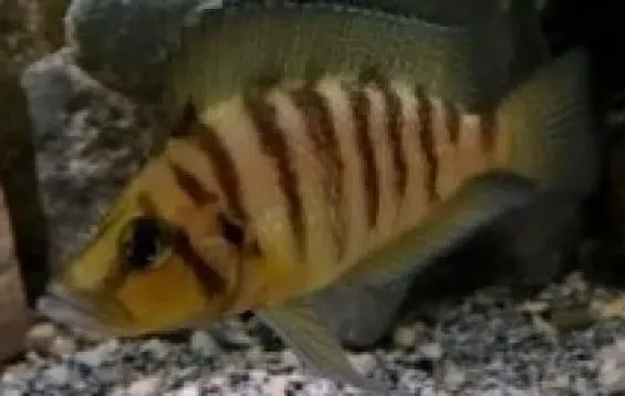 Lamprologus goldhead tanganyikaciklid gul svart