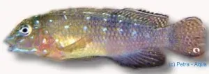 Näsets Ciklidhobby Spathodus erythrodon ciklid 3,5–4,5 cm