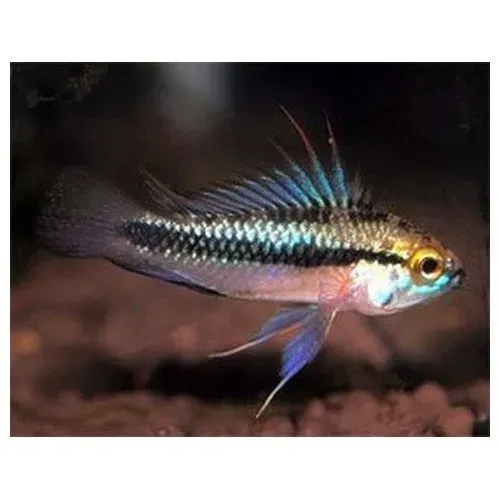 Näsets Ciklidhobby Apistogramma trifasciata akvariefisk Sydamerika