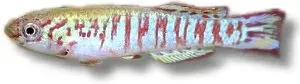 Näsets Ciklidhobby Walkers killifisk Aphyosemion walkeri 3–4 cm