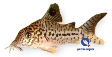 Corydoras leopardus C102 pansarmal 4–5 cm stim