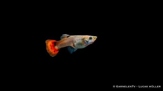 Garnelen TV Guppy Pink akvariefisk hona