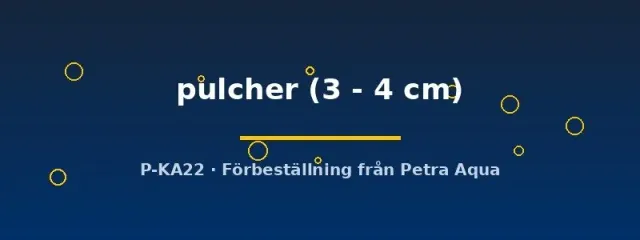Näsets Ciklidhobby L168 Zonancistrus pulcher mal 3–4 cm mönstrad