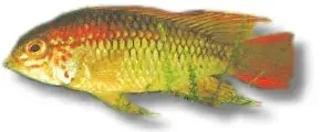 Näsets Ciklidhobby Apistogramma macmasteri red mask XL dvärgciklid