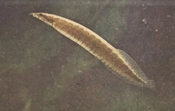 Näsets Ciklidhobby Mastacembelus pancalus 11–13 cm taggål