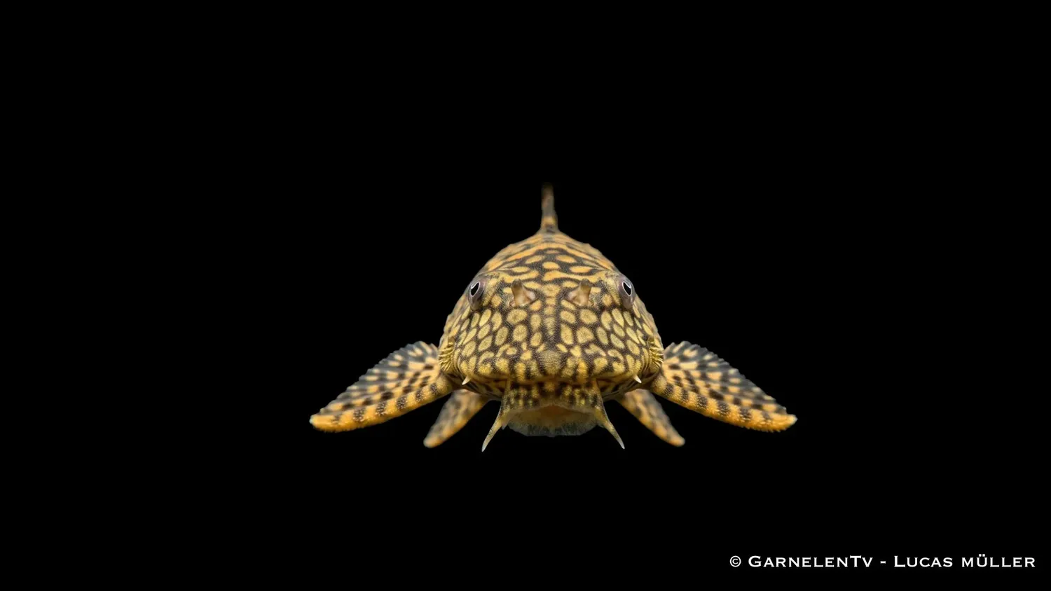 Garnelen TV L089 Honeycomb ancistrus mal algätare