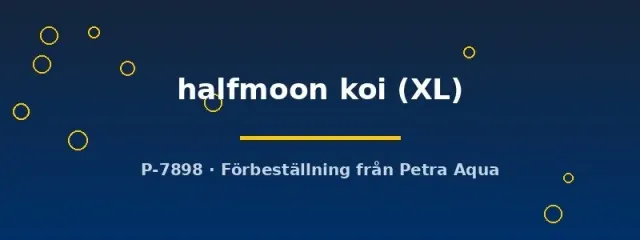 Näsets Ciklidhobby Betta Halfmoon Koi kampfisk hane XL