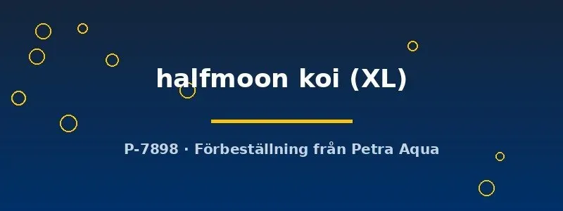 Näsets Ciklidhobby Betta Halfmoon Koi kampfisk hane XL
