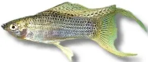 Näsets Ciklidhobby Sailfin silver molly akvariefisk 4 cm silver