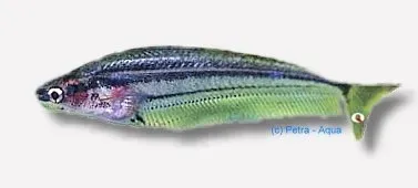 Näsets Ciklidhobby Kryptopterus macrocephalus glasmal 6–7 cm stim