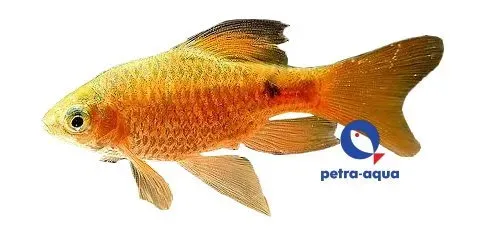 Näsets Ciklidhobby Rosy Barb Gold Long Fin barb 3,5–4 cm
