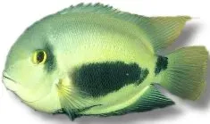 Näsets Ciklidhobby Uaru amphiacanthoides triangulciklid 4–5 cm