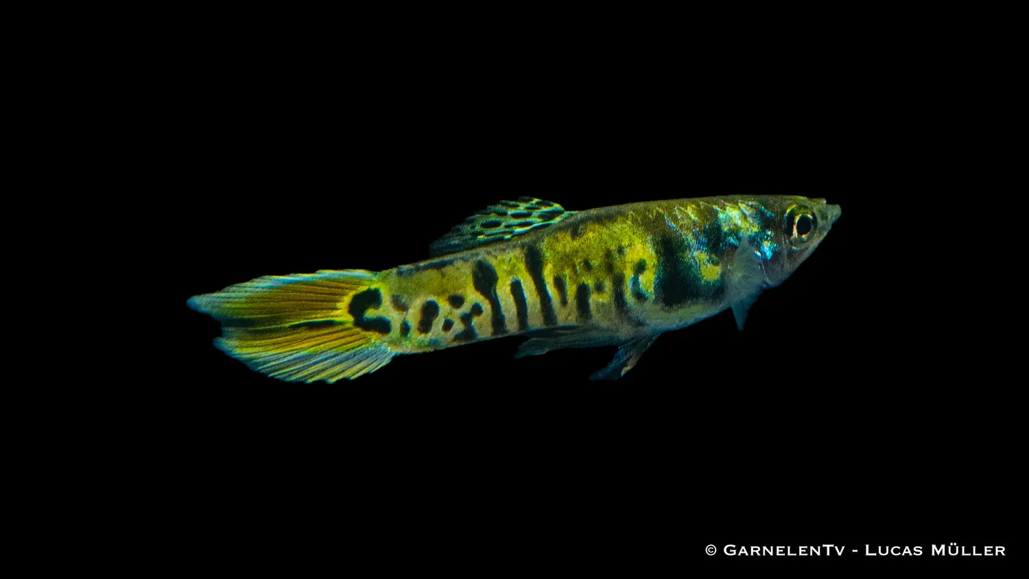 Garnelen TV Endlers Green Tiger guppyhane 2–2,5 cm