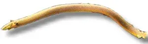 Näsets Ciklidhobby Erpetoichthys calabaricus akvariefisk 20–30 cm ormlik