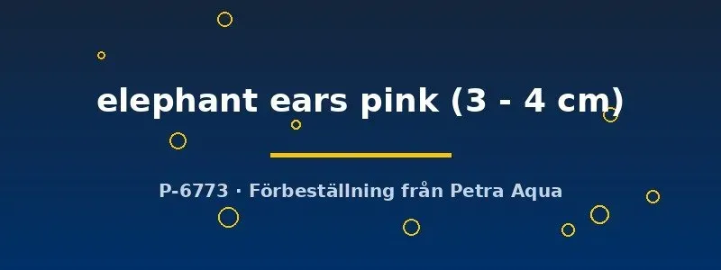 Poecilia reticulata elephant ears pink guppyhane 3–4 cm