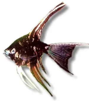 Näsets Ciklidhobby Marble Angelfish l.f. skalar 4–5 cm marmorerad