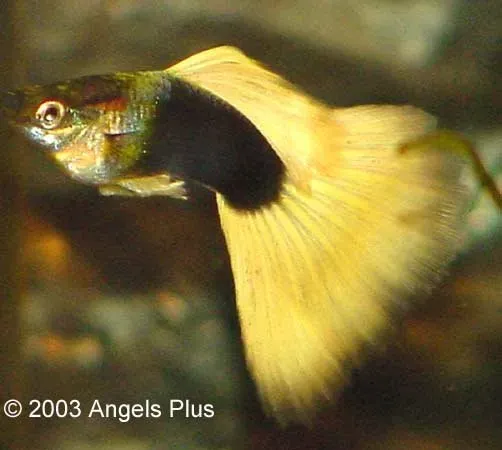 Näsets Ciklidhobby Guppy Yellow Mix guppy XL hane