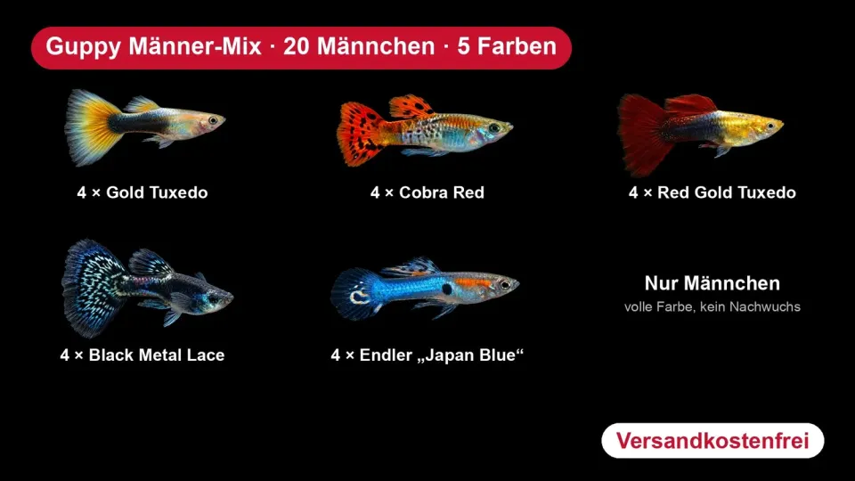 Garnelen TV Guppy Hanmix fisk 20-pack 5 färger
