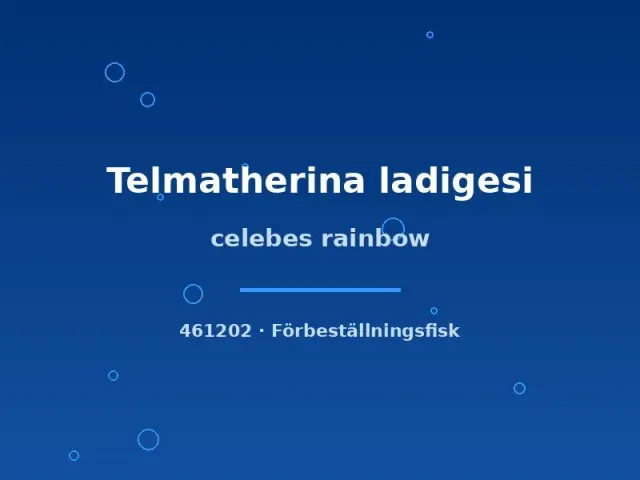 Näsets Ciklidhobby Celebes regnbåge akvariefisk md