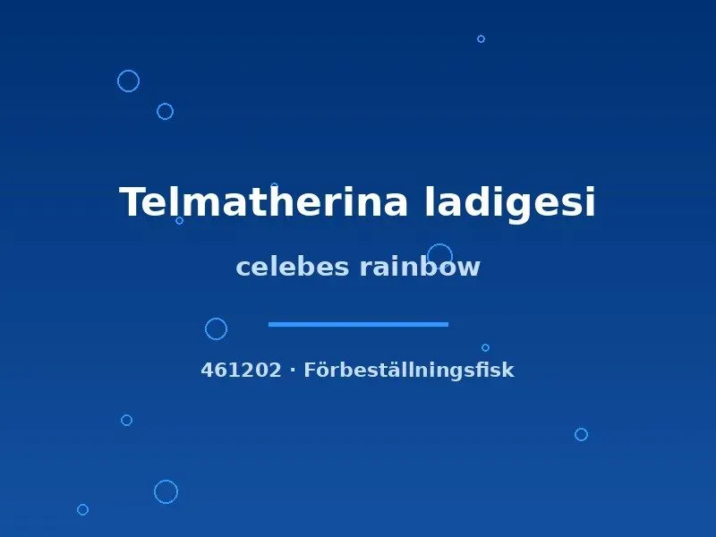 Näsets Ciklidhobby Celebes regnbåge akvariefisk md
