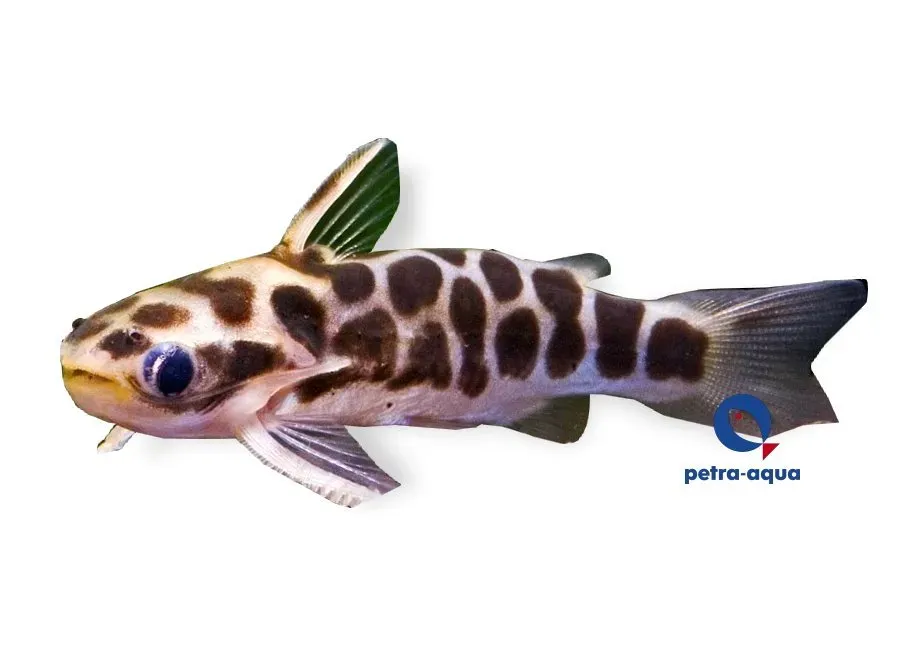 Näsets Ciklidhobby Tatia perugiae 3,5–5 cm nattmal