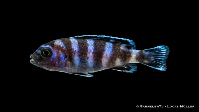 Garnelen TV Demasoni malawiciklid Pseudotropheus
