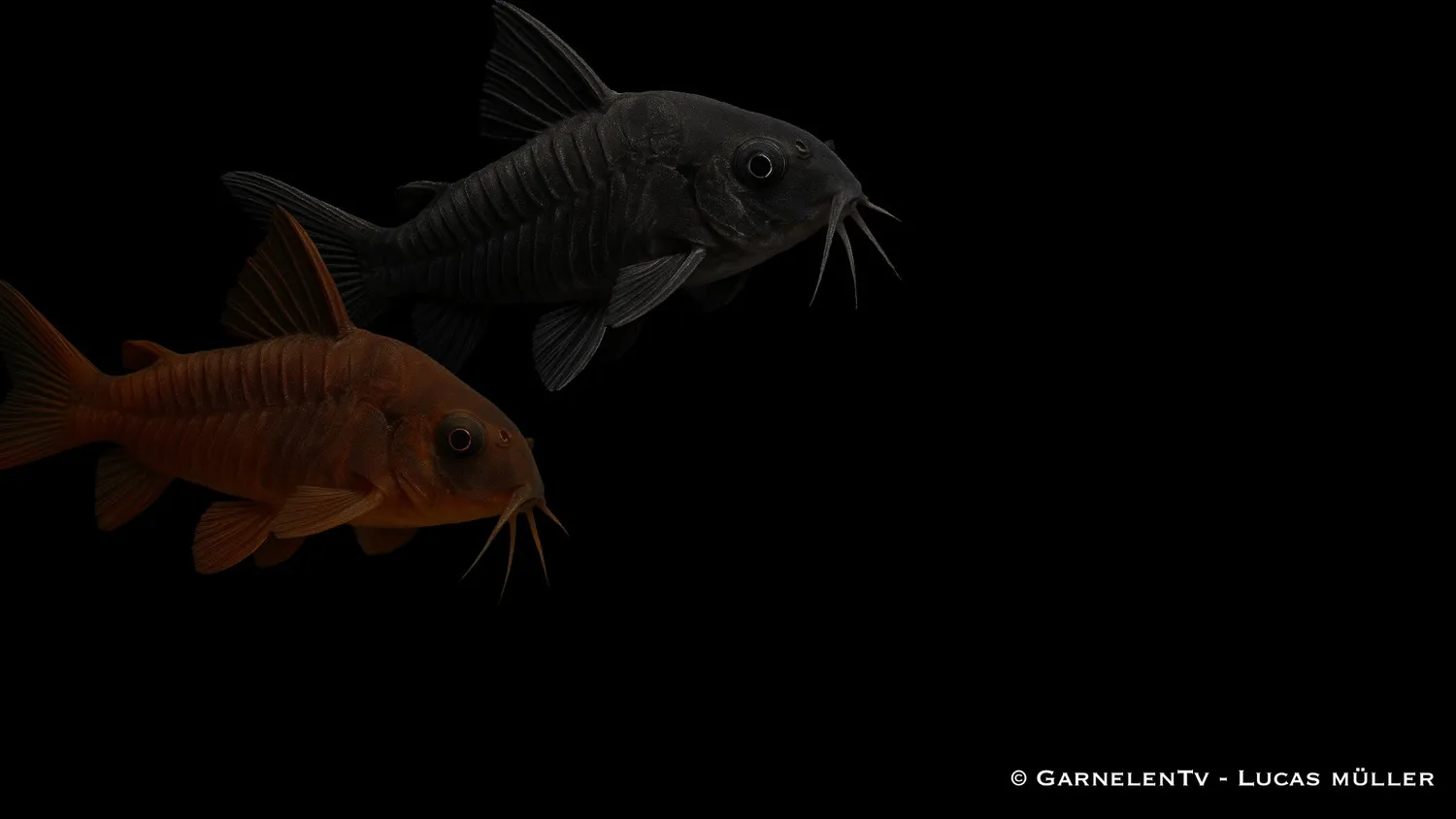 Garnelen TV Corydoras aeneus black pansarmal svart