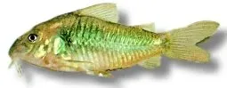 Näsets Ciklidhobby Corydoras aeneus schultzei pansarmal >3,5 cm