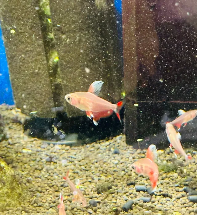 Hyphessobrycon Ornatus White Fin tetra 4,5–6 cm stimfisk
